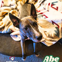 Thumbnail photo of Abe (Courtesy Post) #3