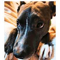 Thumbnail photo of Abe (Courtesy Post) #4