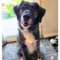 Thumbnail photo of Pepper (Courtesy Post) #1