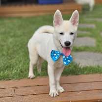 adopt-pet