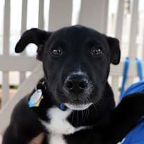 Thumbnail photo of Panda #4