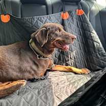 Thumbnail photo of PETTY #3