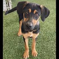 adopt-pet