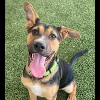 adopt-pet