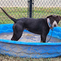 Thumbnail photo of Lucille #2