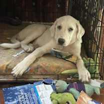 Thumbnail photo of Jessie (TS) #2