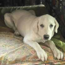 Thumbnail photo of Jessie (TS) #4