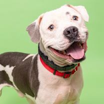 Thumbnail photo of Champ #2