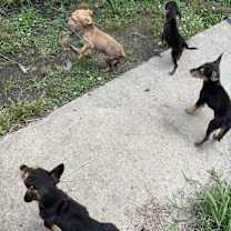 Thumbnail photo of Honey #2