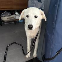 Thumbnail photo of Muffin #2