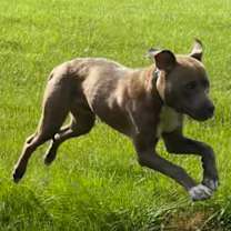 Thumbnail photo of Handpie #2