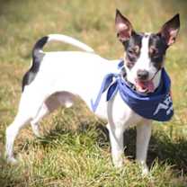 Thumbnail photo of Bam Bam #2