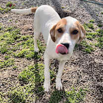 Thumbnail photo of Lyra #2