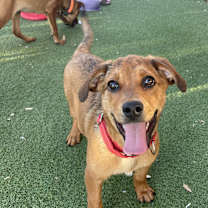 adopt-pet