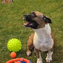 Thumbnail photo of Boogie OS NV #1