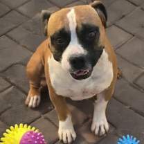 Thumbnail photo of Boogie OS NV #3