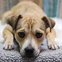 adopt-pet