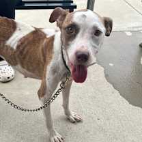 Thumbnail photo of Miya #3