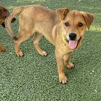 adopt-pet