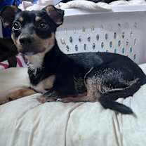 adopt-pet