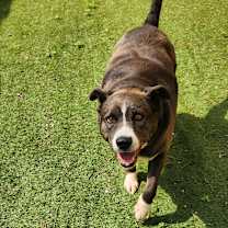 Thumbnail photo of Oreo Cookie JuM #4