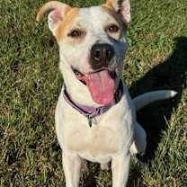 Thumbnail photo of Gonzo #2