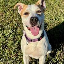 Thumbnail photo of Gonzo #3