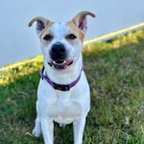 Thumbnail photo of Gonzo #4