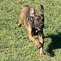 Thumbnail photo of Oro #3