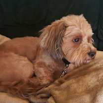 Thumbnail photo of Dandie - OS #3