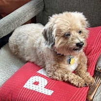 Thumbnail photo of Dandie - OS #4