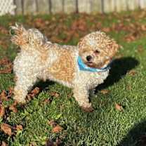 Thumbnail photo of Boomer-Morrow #3