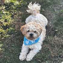 Thumbnail photo of Boomer-Morrow #4