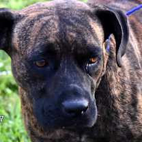 Thumbnail photo of Scarlett #1