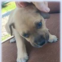 adopt-pet