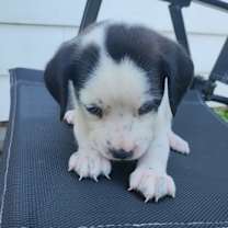 adopt-pet