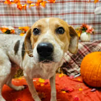 Thumbnail photo of Jubilee #3