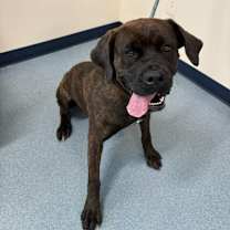 Thumbnail photo of Stormy #2