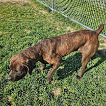 Thumbnail photo of Stormy #3