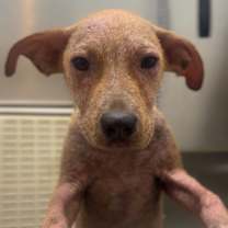 Thumbnail photo of Bubba  #2