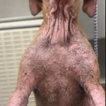 Thumbnail photo of Bubba  #3