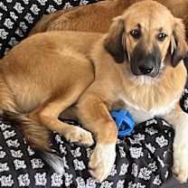 Thumbnail photo of Boone #1