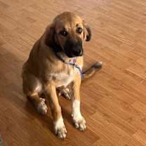 Thumbnail photo of Boone #2