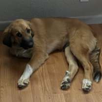 Thumbnail photo of Boone #3