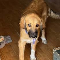 Thumbnail photo of Boone #4