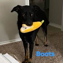 Thumbnail photo of Boots #1