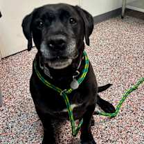 Thumbnail photo of The King #2