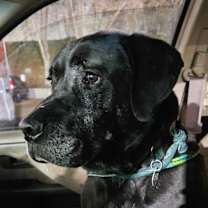 Thumbnail photo of The King #3