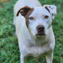 Thumbnail photo of Dolly #1