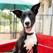 Thumbnail photo of Korat #1